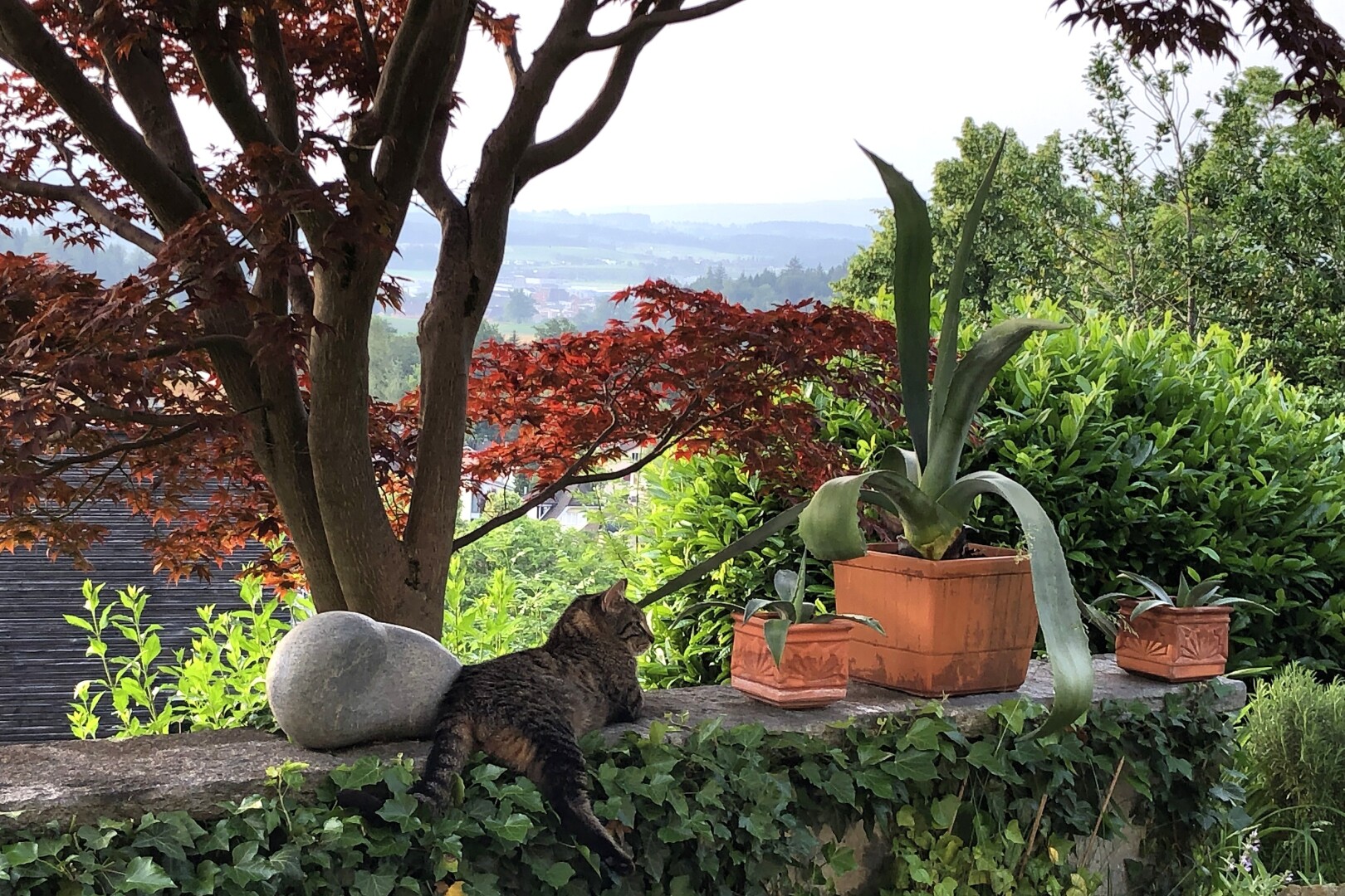jardin avec animal