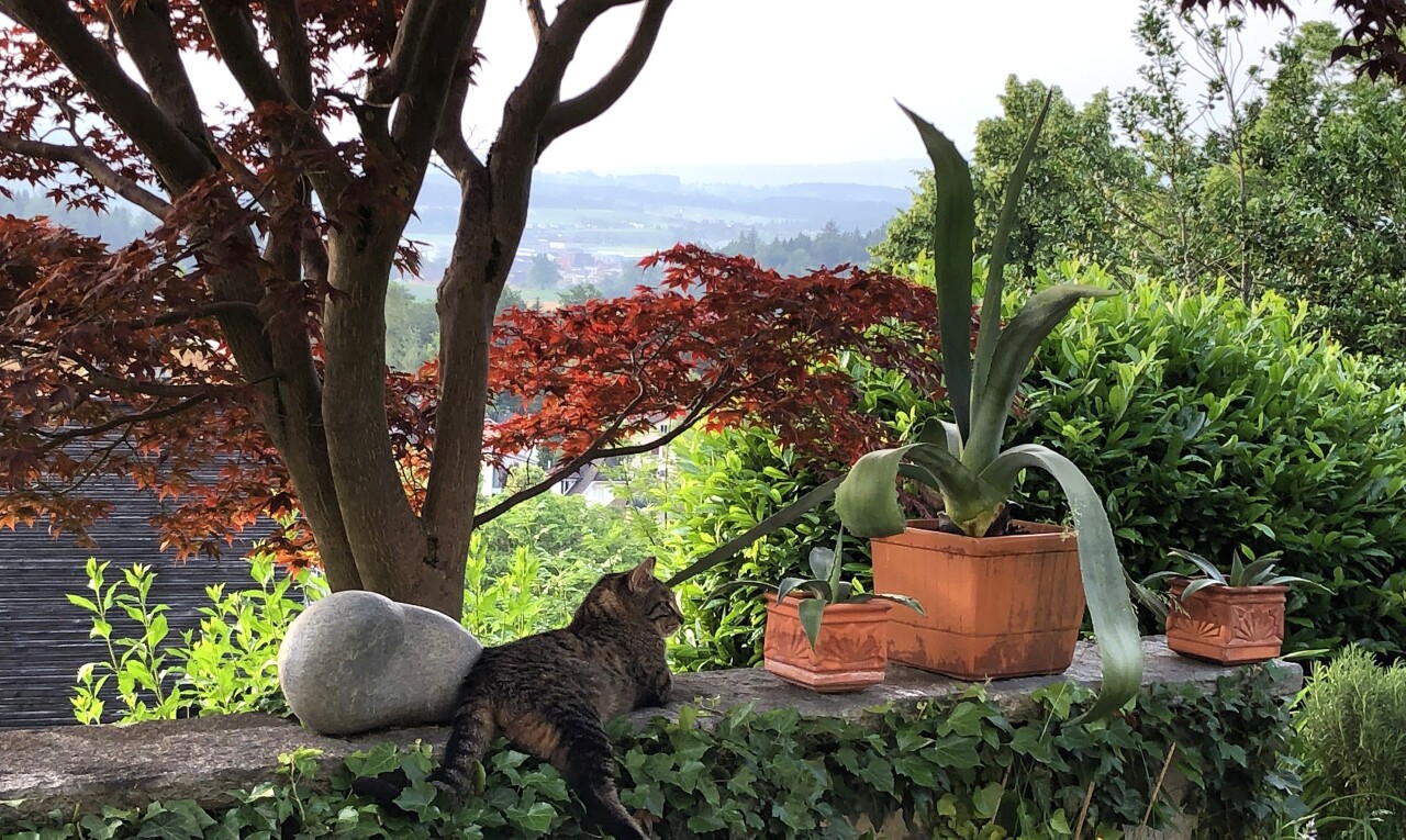 jardin avec animal
