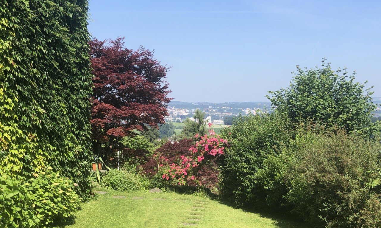 jardin avec pelouse et day time